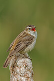 Image. Sedge Warbler
