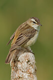 Image. Sedge Warbler