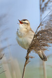 Image. Sedge Warbler