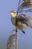Image. Sedge Warbler