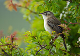 Image. Sedge Warbler