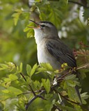 Image. Sedge Warbler
