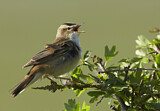 Image. Sedge Warbler