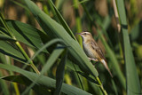 Image. Sedge Warbler