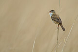 Image. Sedge Warbler