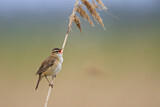 Image. Sedge Warbler