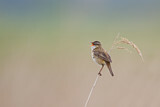 Image. Sedge Warbler