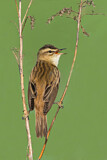 Image. Sedge Warbler