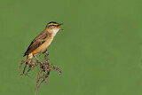 Image. Sedge Warbler