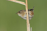 Image. Sedge Wren