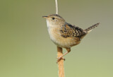 Image. Sedge Wren