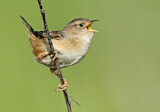 Image. Sedge Wren