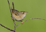 Image. Sedge Wren