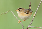 Image. Sedge Wren