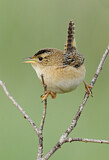 Image. Sedge Wren