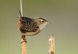 Image. Sedge Wren