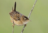 Image. Sedge Wren