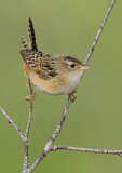 Image. Sedge Wren