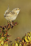 Image. Sedge Wren