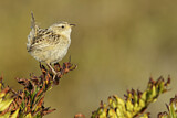 Image. Sedge Wren