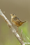 Image. Sedge Wren