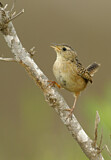 Image. Sedge Wren