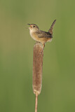 Image. Sedge Wren