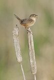 Image. Sedge Wren