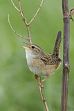 Image. Sedge Wren