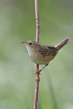 Image. Sedge Wren