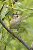 Image. Sedge Wren