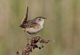 Image. Sedge Wren