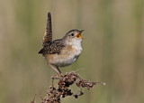 Image. Sedge Wren