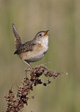 Image. Sedge Wren