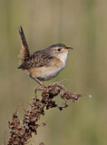 Image. Sedge Wren