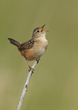 Image. Sedge Wren