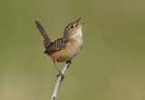 Image. Sedge Wren