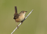 Image. Sedge Wren