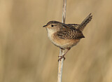 Image. Sedge Wren