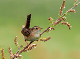Image. Sedge Wren