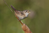 Image. Sedge Wren