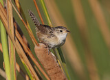 Image. Sedge Wren