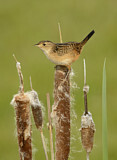 Image. Sedge Wren