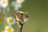 Image. Sedge Wren