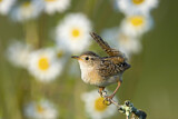 Image. Sedge Wren