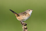 Image. Sedge Wren