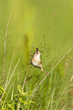 Image. Sedge Wren