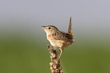 Image. Sedge Wren
