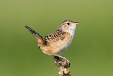 Image. Sedge Wren