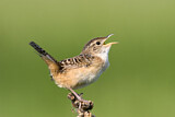 Image. Sedge Wren
